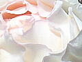 薔薇の写真２