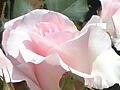 薔薇の写真７