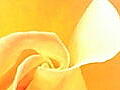 薔薇の写真16