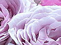 薔薇の写真８