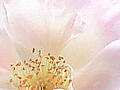 薔薇の写真１