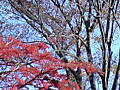 喜多院の紅葉１