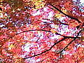 喜多院の紅葉２