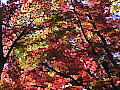 喜多院の紅葉３