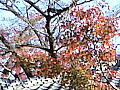 中院　鐘楼門１