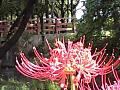 彼岸花の写真２