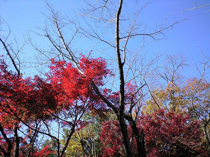 物見山の紅葉の写真　３:クリックすると戻ります