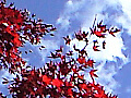 物見山の紅葉の写真５