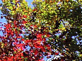 物見山の紅葉の写真７