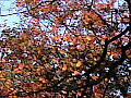 物見山の紅葉の写真８