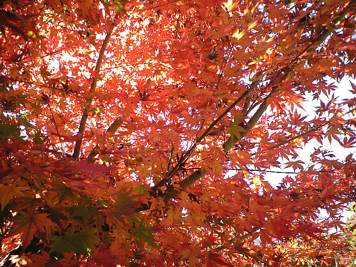 嵐山渓谷の紅葉　の写真　２:クリックすると戻ります