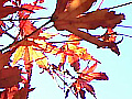 嵐山渓谷の紅葉の写真３