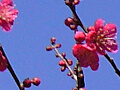 紅千鳥の写真