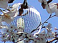 下沼公園の桜の写真２