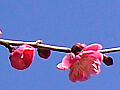 唐梅の写真