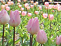 チューリップの写真８
