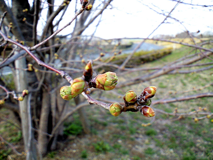 緑の蕾の写真１:クリックすると戻ります