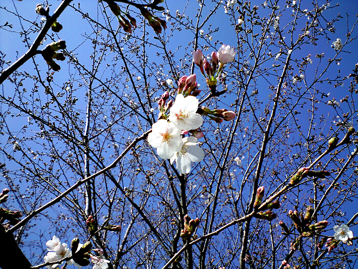 桜の花の写真２:クリックすると戻ります