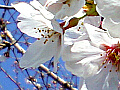 桜の花の写真８