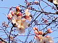 桜の花の写真１