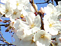 桜の花の写真４
