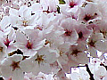 桜の花の写真１