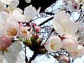 桜の花の写真２
