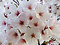 桜の花の写真５