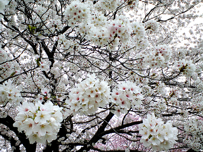 桜の花の写真４
:クリックすると戻ります