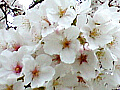 桜の花の写真４