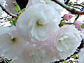 桜の花の写真６
