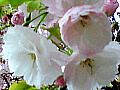 桜の花の写真７